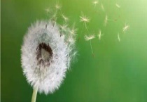 靠风力传播种子的植物有哪些 这些植物有什么特点