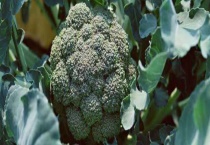 西兰花苗的种植多久？