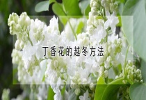 丁香花的越冬多久？