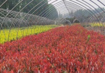 红叶石楠修剪方法 红叶石楠的生长习性、修剪技巧