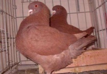元宝鸽养殖方法和注意事项