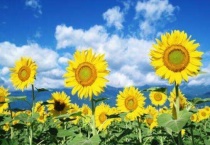 向日葵种子泡了一夜还能种吗？