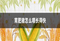 育肥猪怎么喂长得快