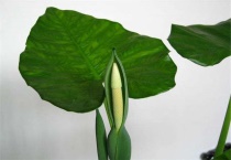 海芋花叶病怎么治