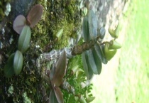 上山采野生兰花秘诀