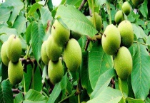 核桃树结果需要几年 附核桃树的生长习性和栽培技术