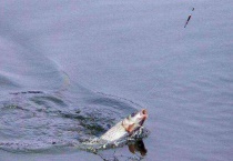 晚上鱼的活动规律