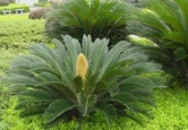 苏铁是裸子植物吗？