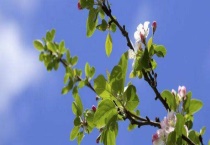 冬红果几月份开花