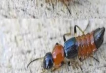 被隐翅虫咬了怎么办？隐翅虫爬后怎么办 该怎么预防