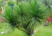 龙血树怎么修剪