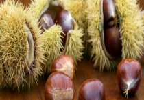 栗子是通过什么途径传播种子的 栗子是怎么种的