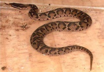 土地蛇真实名叫什么？