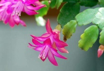 蟹甲兰为什么会掉花骨朵