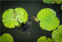 乌龟和甲鱼的区别？