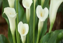 马蹄莲的养殖方法 附具体操作