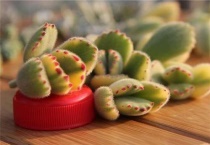 夏天熊童子怎么养