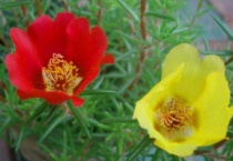 宿根太阳花冻死了还会发芽吗？