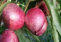 紫桃是什么品种