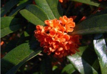 橘红色桂花是什么品种