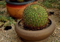 仙人球发黄还能复绿吗？