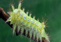 刺蛾 附详细介绍