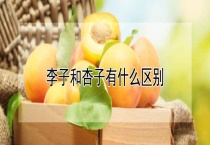 李子和杏子有什么区别？？