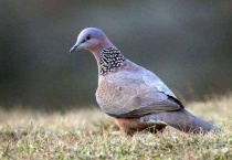 母斑鸠晚上怎么不回窝