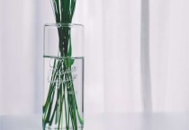 水培植物能用化肥吗？