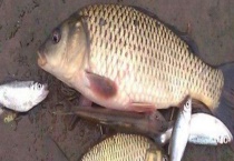 秋季钓鲤鱼不开口怎么办？具体原因有哪些？