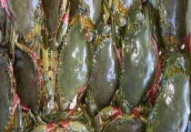 青蟹怎么保存 附生活习性和营养价值