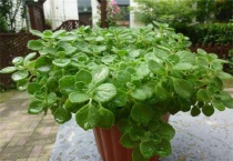 碰碰香的养殖多久？