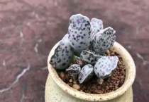 适合做老桩的多肉有什么？