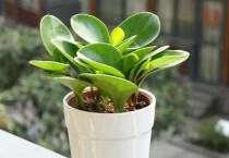 植物为什么不喜欢绿光