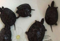 韶关黑颈龟苗怎么养