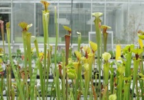 什么是黄瓶子草