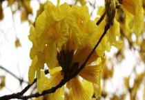 风铃木什么时候开花？黄花风铃木繁殖多久？