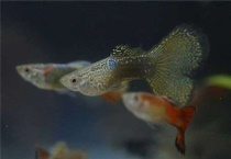 鱼烂尾怎么引起的