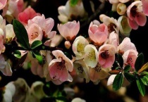 木须是什么样的植物