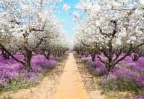 宿迁三台山梨花什么时候开