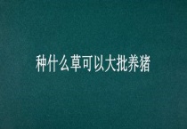 种什么草可以大批养猪