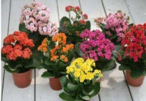 长寿花夏天开花吗？