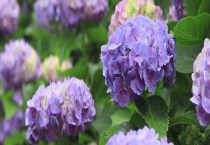 绣球花别称叫什么 盆栽养殖的方法是什么？