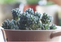 多肉繁殖时叶子怎么放