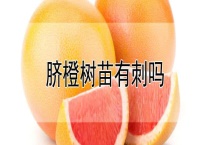 脐橙树苗有刺吗？