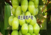 晴王葡萄产地