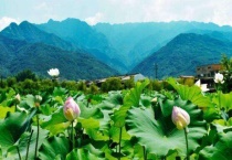 王莽荷花几月开