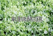 穿心莲与牡丹吊兰区别？