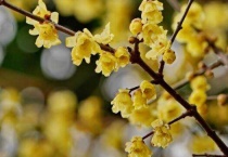 蜡梅生长在南方还是北方