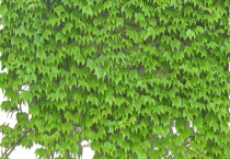 冬天适合养什么花 什么花适合室内养